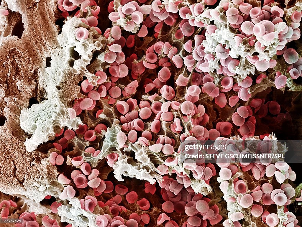 Red Blood Cell Electron Microscope