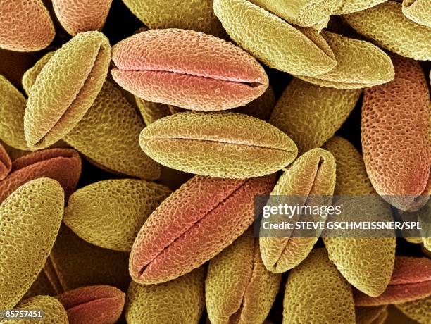 Pollen Microscope Images 119 Pollen Grain Microscopic Stock Photos, High-Res Pictures, and ...