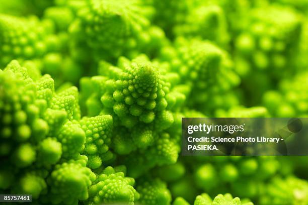 romanesco cauliflower, close-up - fibonacci stock pictures, royalty-free photos & images