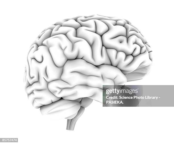 human brain, top view, computer artwork - human brain stock illustrations
