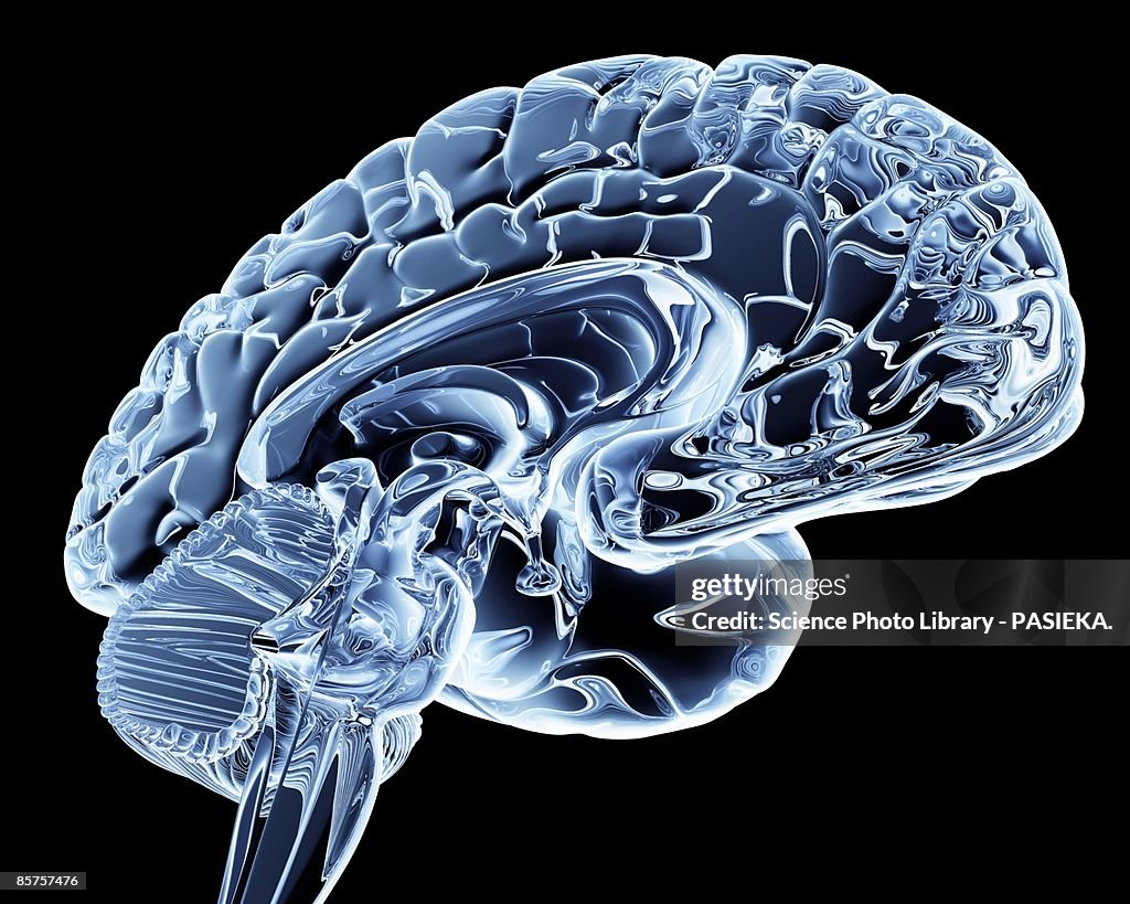 Computer artwork of human brain