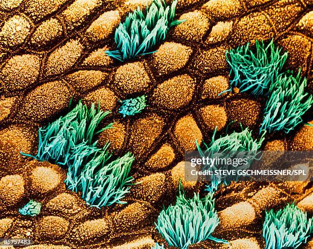 trachea - epithelium stock pictures, royalty-free photos & images