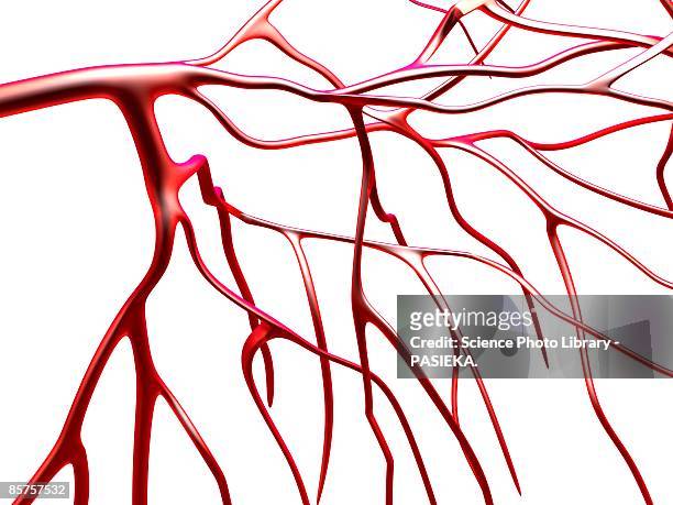 ilustrações, clipart, desenhos animados e ícones de arteries against white background - sistema circulatorio