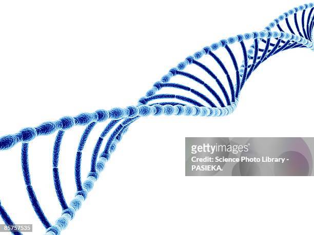 dna (deoxyribonucleic acid) molecule, computer artwork - dna stock-grafiken, -clipart, -cartoons und -symbole