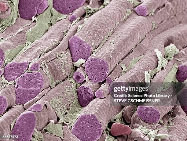 skeletal muscle fibers, colored scanning electron micrograph (sem) - muscle cell stock pictures, royalty-free photos & images