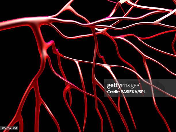 ilustrações de stock, clip art, desenhos animados e ícones de arteries against black background - sistema cardiovascular