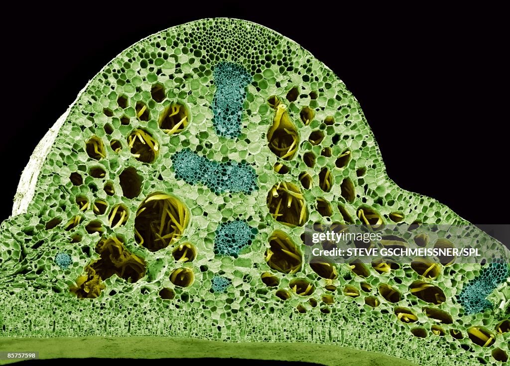 Water lily stem, scanning electron microscope (SEM)