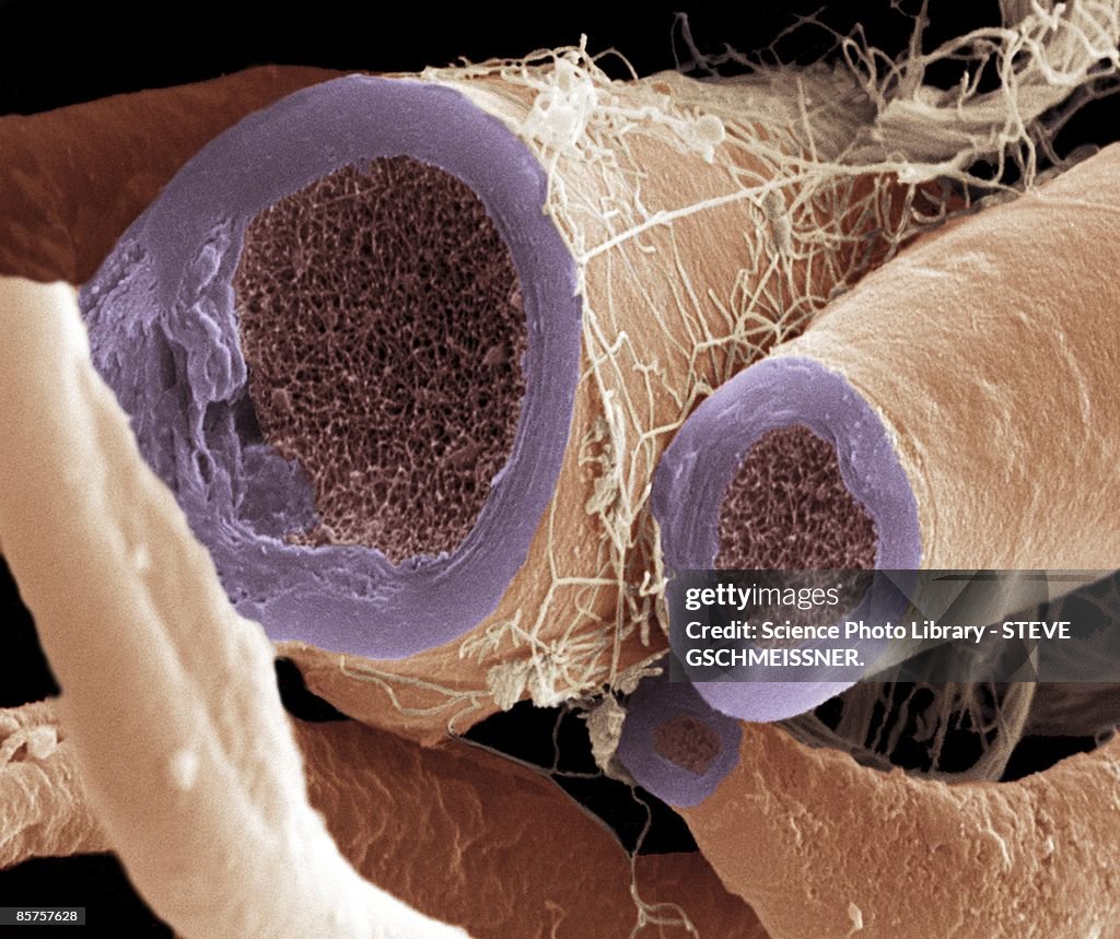 Myelinated nerve fiber