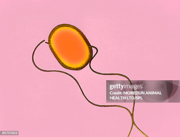 colored transmission electron micrograph (tem) - salmonella bacteria stock-fotos und bilder