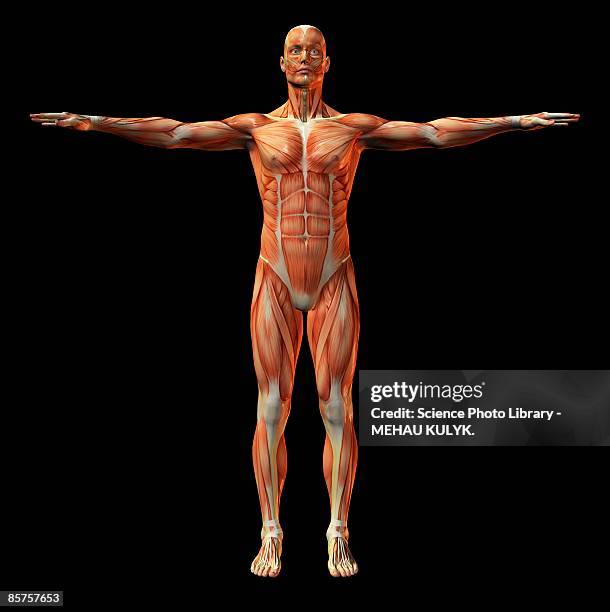 human muscle structure - 人の筋肉 ストックフォトと画像