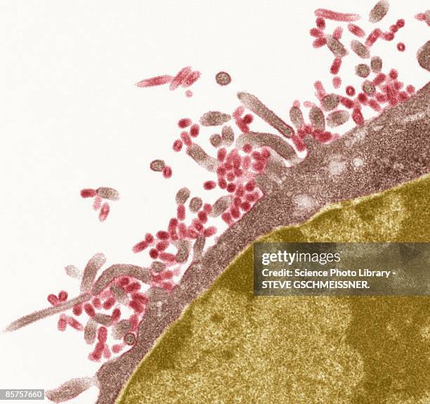 influenza virus, scanning electron microscope (sem) - scanning electron micrograph stock-fotos und bilder