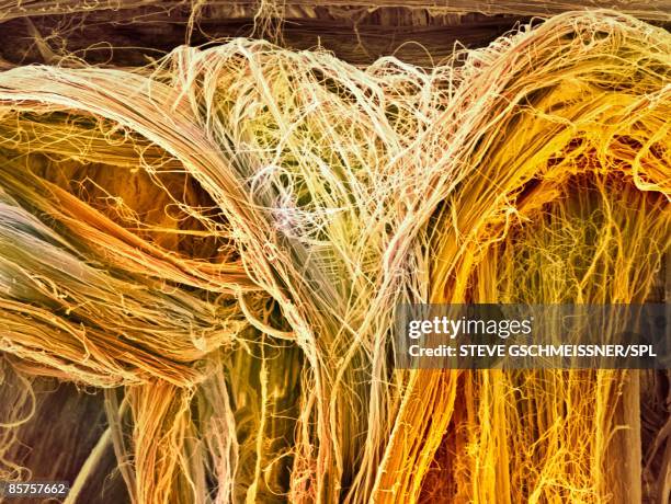 scanning electron microscope (sem) of tendon - sem stock pictures, royalty-free photos & images