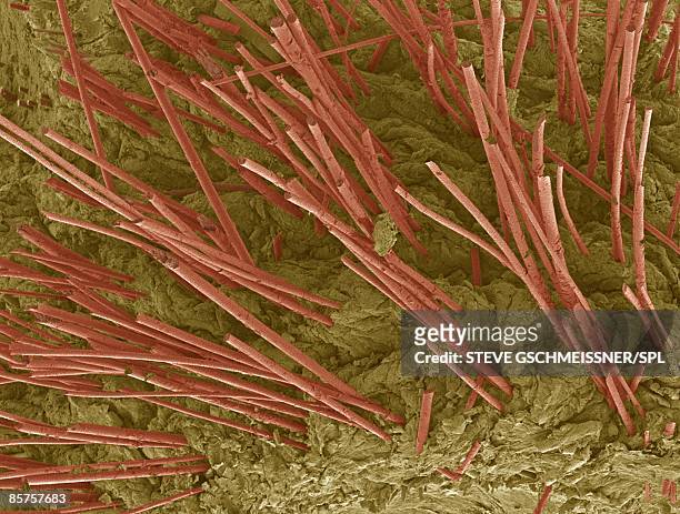 scanning electron micrograph (sem) of human hair - hornskikt bildbanksfoton och bilder