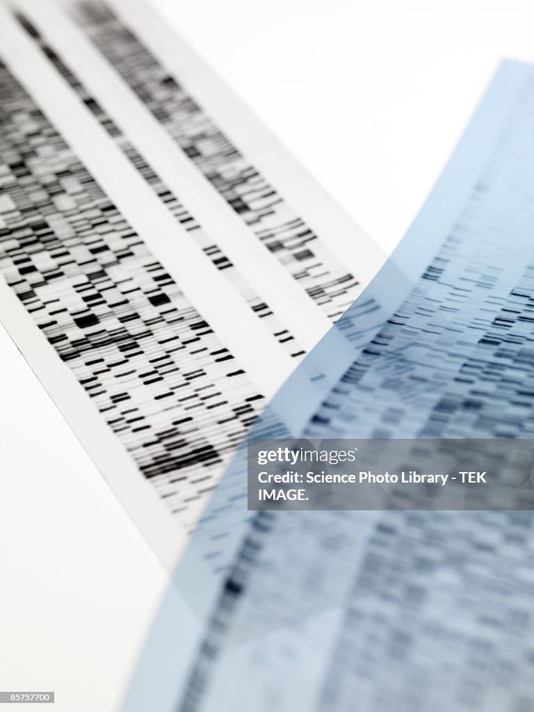 DNA autoradiogram