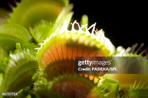 Venus flytrap, close-up Venus flytrap, close-up
