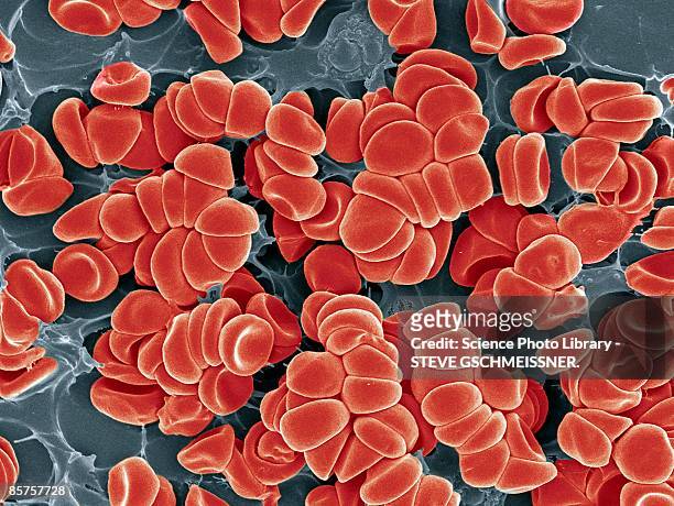blood clot - platelet ストックフォトと画像