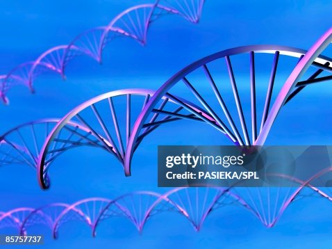 DNA (deoxyribonucleic acid) molecules, computer artwork DNA (deoxyribonucleic acid) molecules, computer artwork