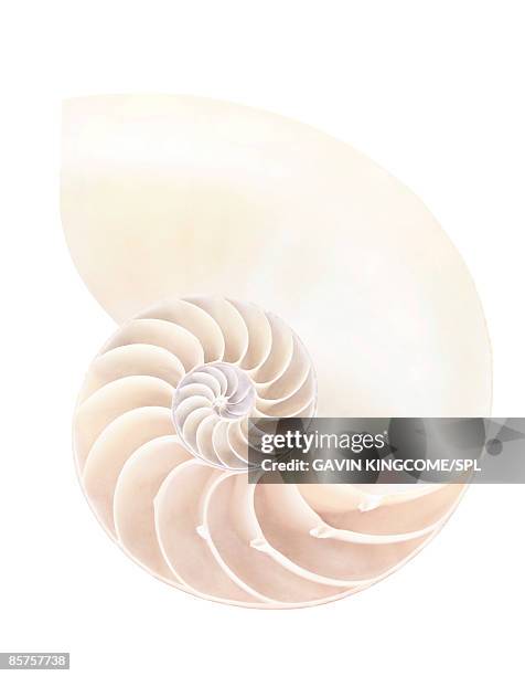 nautilus shell, close-up - mother of pearl stock pictures, royalty-free photos & images