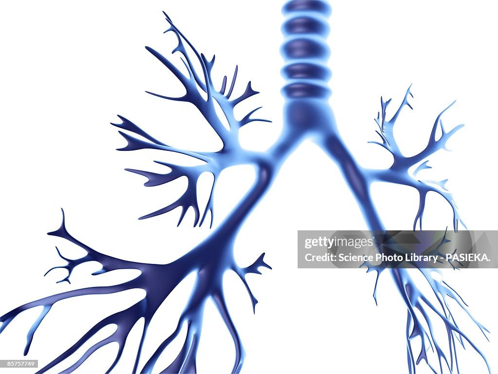 Bronchial tree