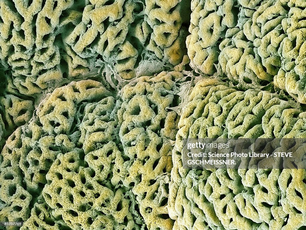 Stomach lining