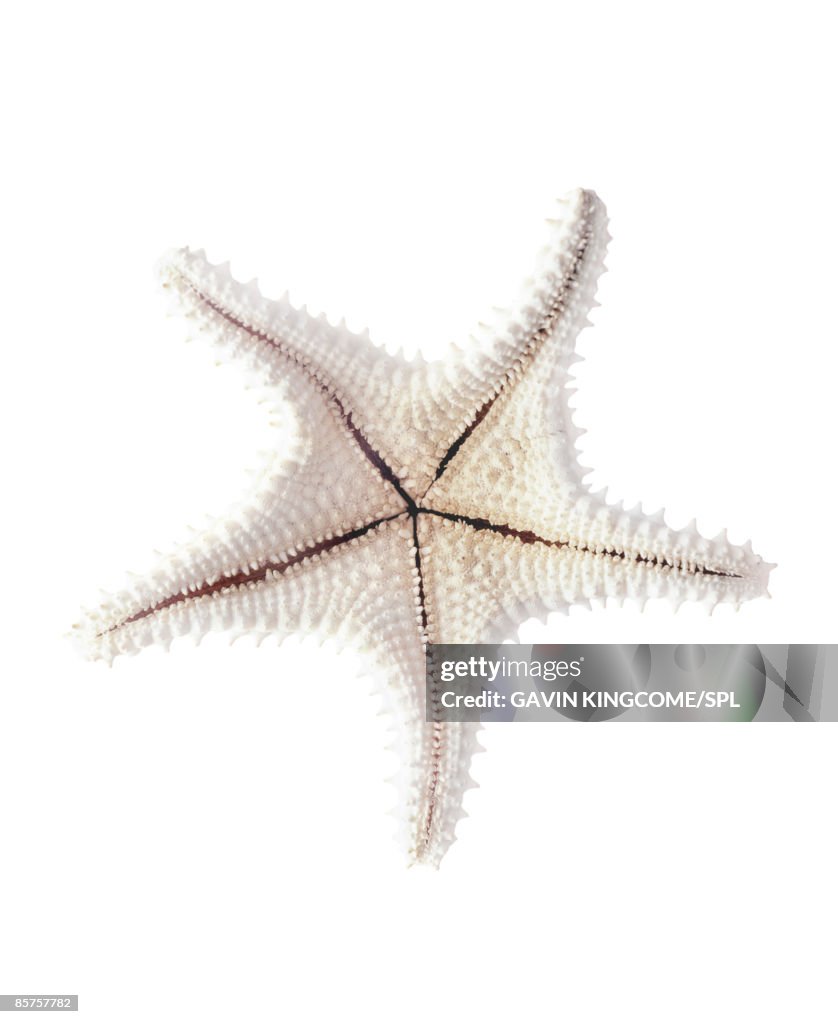 Starfish skeleton, close-up