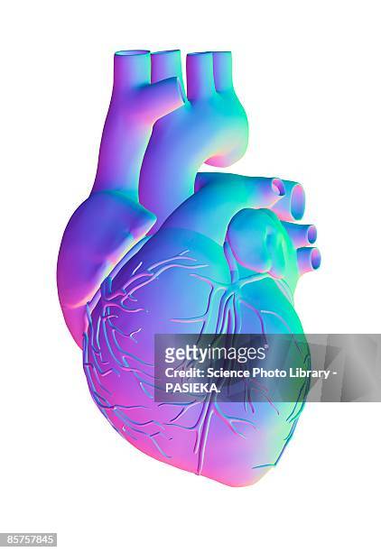 heart, computer artwork - biomedizinische illustration stock-grafiken, -clipart, -cartoons und -symbole