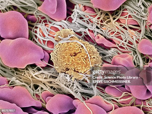 scanning electron microscope (sem) of white blood cell - fibrin stock pictures, royalty-free photos & images