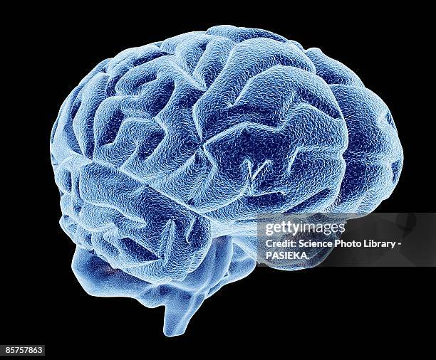 Brain Image Bitmap Computer Artwork Of Human Brain High-Res Vector Graphic - Getty Images