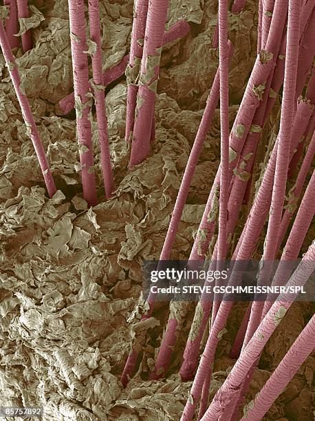 human hair, close-up - stratum corneum imagens e fotografias de stock