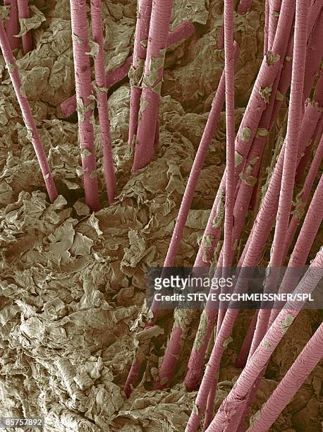 human hair, close-up - stratum corneum 個照片及圖片檔