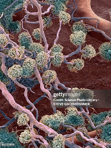 kidney glomeruli - néphron photos et images de collection