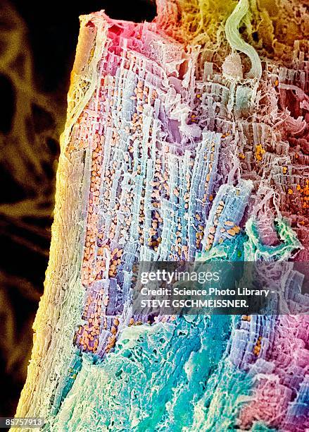 scanning electron micrograph (sem) of mitochondrion - micrografía científica fotografías e imágenes de stock