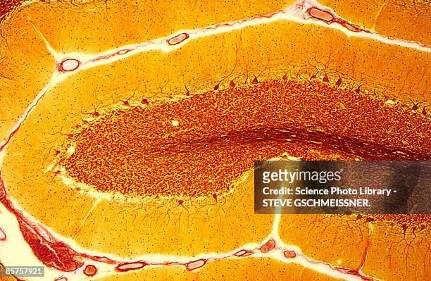 purkinje nerve cells - light micrograph stock-fotos und bilder