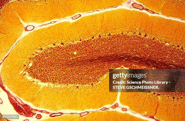 purkinje nerve cells - light micrograph stock pictures, royalty-free photos & images