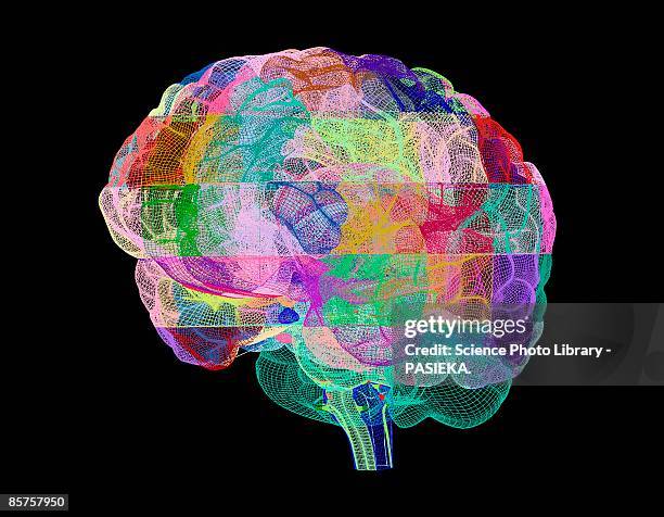Brain Anatomy Wallpaper