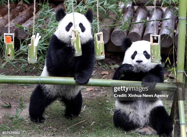 Oct. 4, 2017 -- A pair of giant panda cub twins play at Shanghai Wild Animal Park in Shanghai, east China, Oct. 4, 2017. The panda twin cubs turned...