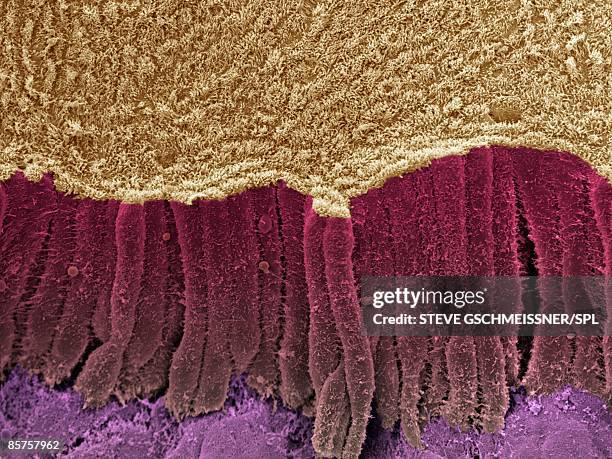 colored scanning electron micrograph - lamina propria stock-fotos und bilder