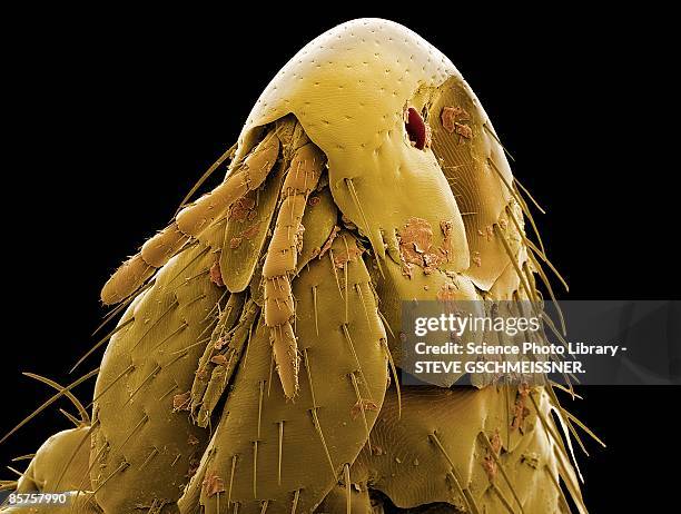 colored scanning electron micrograph of cat flea - micrografía electrónica escaneadora fotografías e imágenes de stock