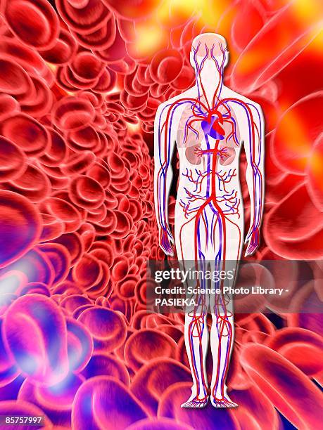 computer artwork of human circulatory system and red blood cells - human vein stock illustrations