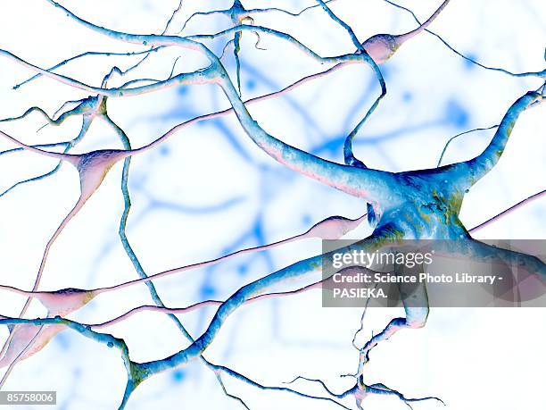 nerve cell. computer artwork of a nerve cell or neuron - neuron schema stock illustrations