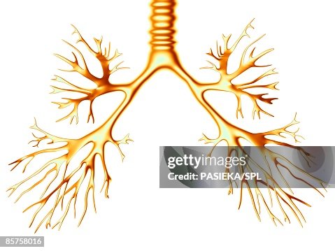 Bronchial tree Bronchial tree