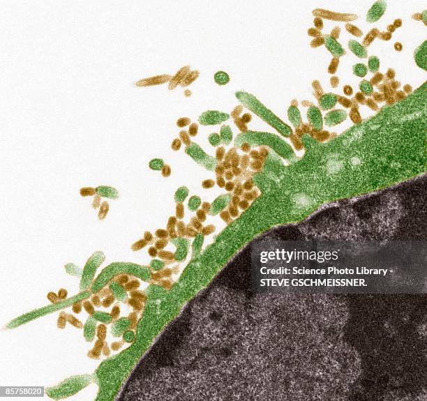 influenza virus, scanning electron microscope (sem) - scanning electron micrograph stock-fotos und bilder