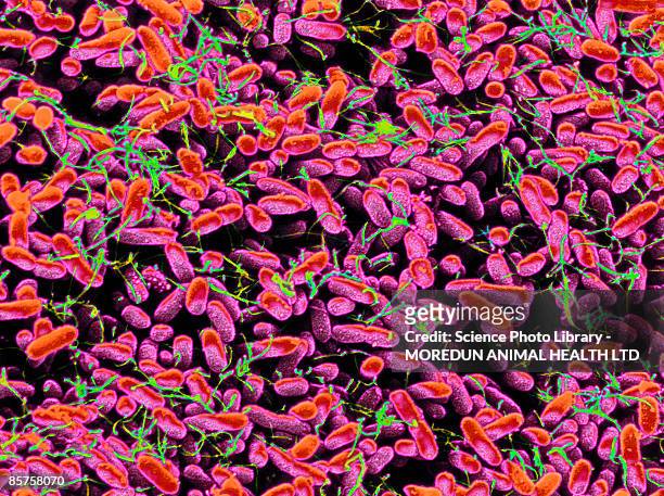 colored scanning electron micrograph (sem) of many bacteria growing on blood aga - bacillus cereus 個照片及圖片檔