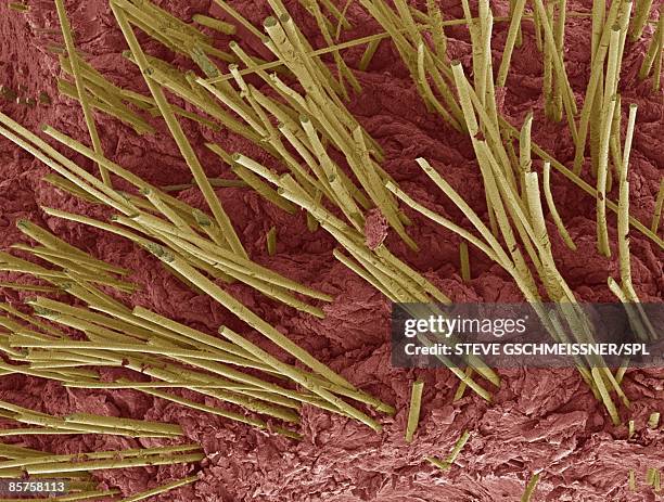 scanning electron micrograph (sem) of human hair - human hair electron stock pictures, royalty-free photos & images