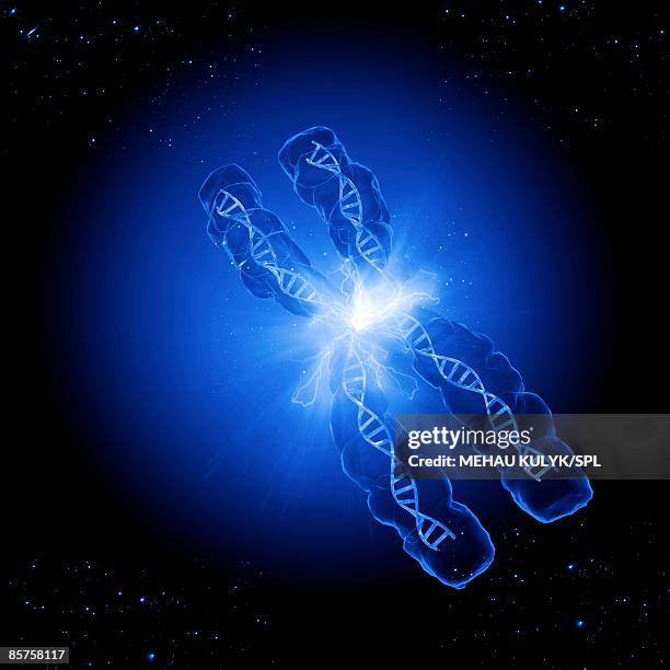 chromosomes are composed dna coiled around proteins - stars dna stock illustrations