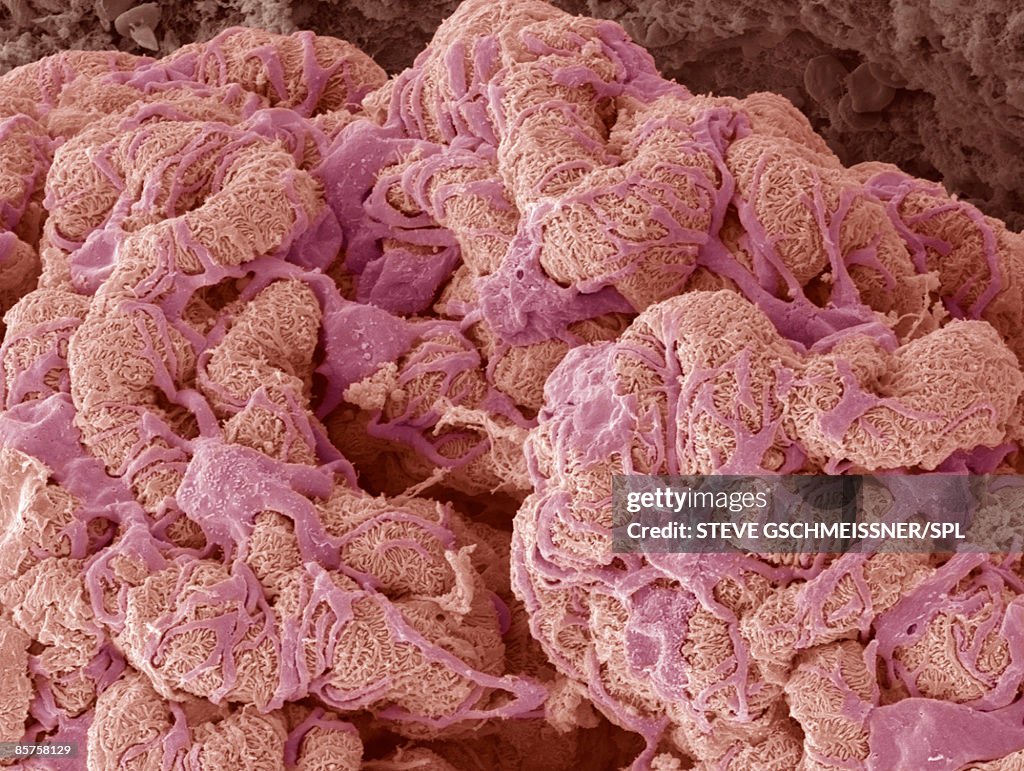 Kidney glomerulus, close-up