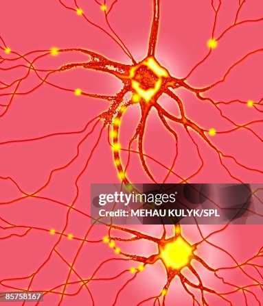 Nerve cell, computer artwork Nerve cell, computer artwork