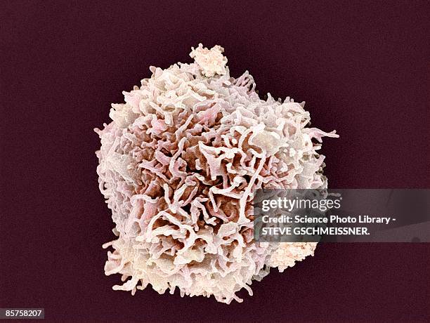 scanning electron micrograph (sem) of white blood cell - white blood cell stock pictures, royalty-free photos & images