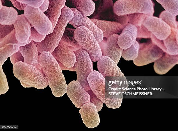 colored scanning electron micrograph (sem) - salmonella bacterium stockfoto's en -beelden
