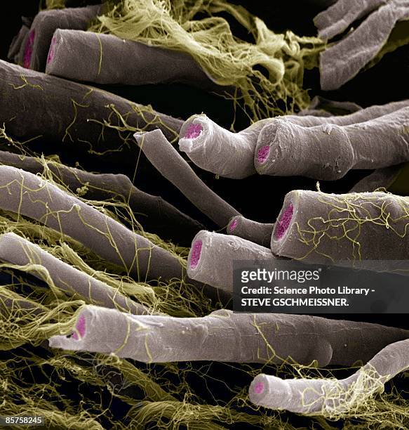 myelinated nerve fibers - 軸索 ストックフォトと画像